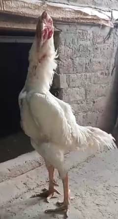 White Shamo make/Aseel Shamo chicks /king size/ pure /high quality hen