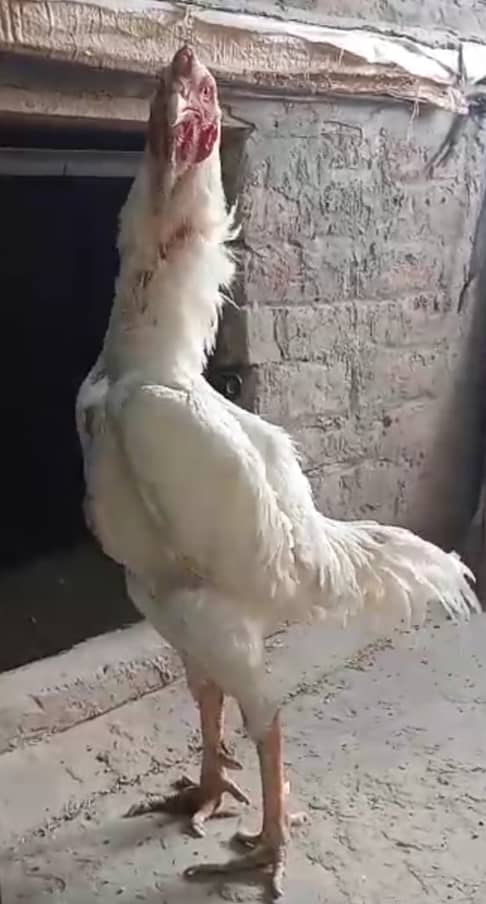 White Shamo make/Aseel Shamo chicks /king size/ pure /high quality hen 0