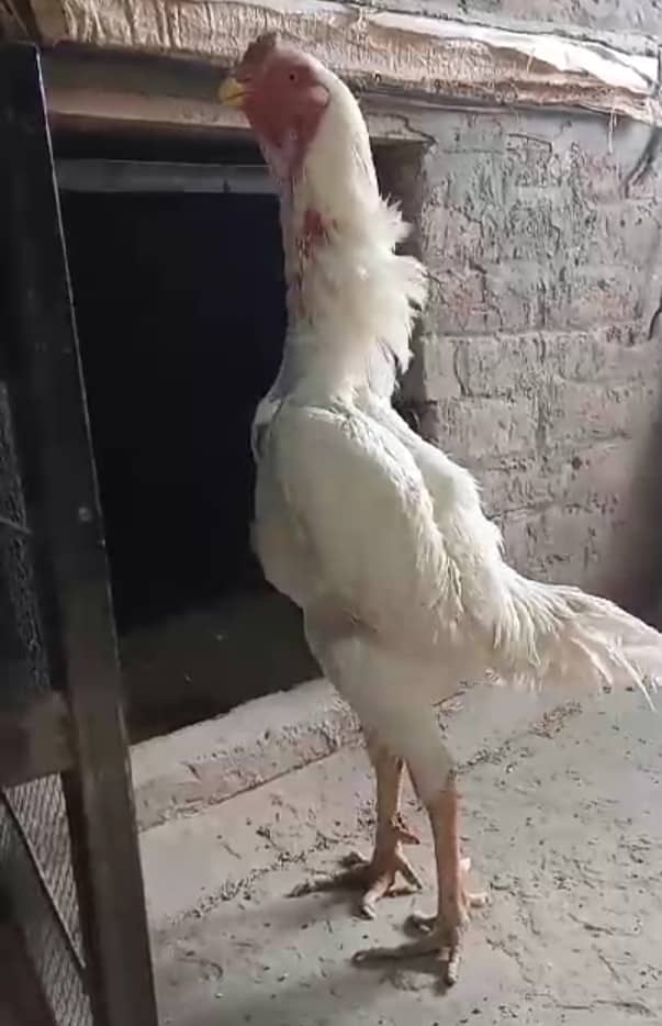 White Shamo make/Aseel Shamo chicks /king size/ pure /high quality hen 1