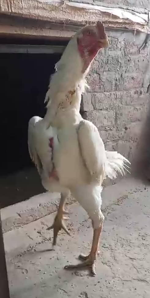 White Shamo make/Aseel Shamo chicks /king size/ pure /high quality hen 2