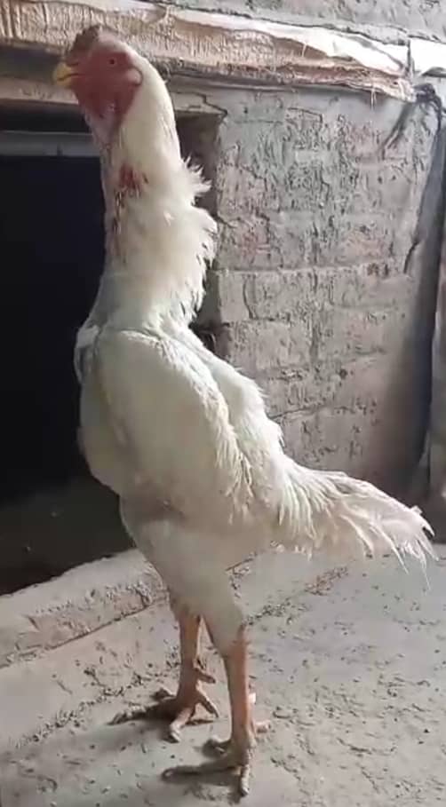 White Shamo make/Aseel Shamo chicks /king size/ pure /high quality hen 3