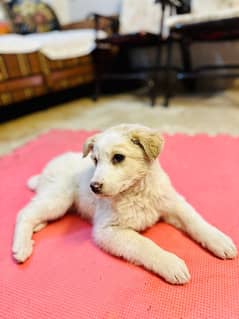 labrador puppy