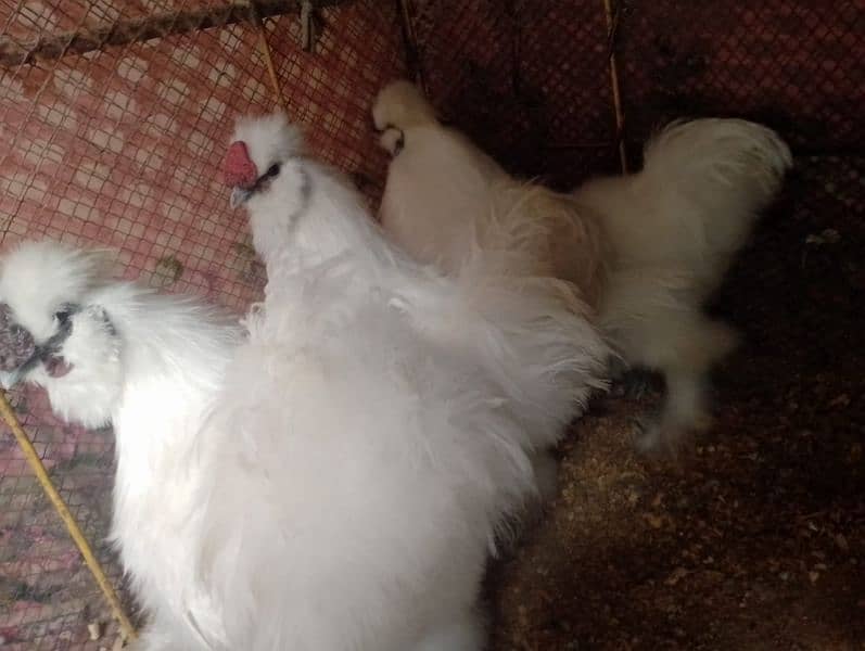 pure silkie hen 2