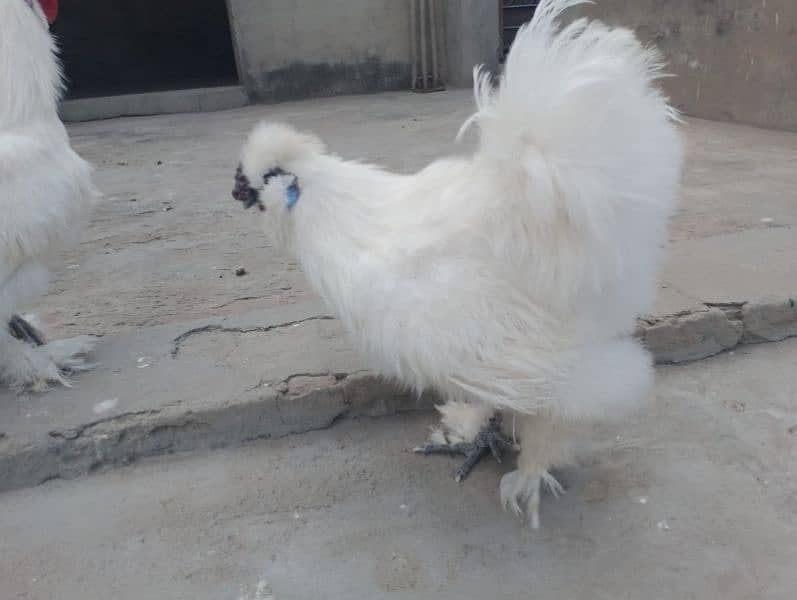 pure silkie hen 3