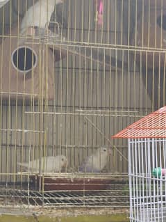 albino parrot and canary bird