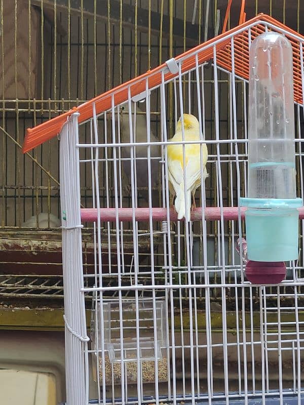 albino parrot and canary bird 2