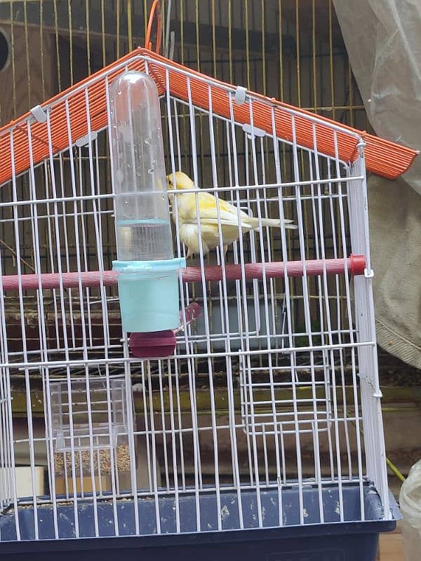 albino parrot and canary bird 3