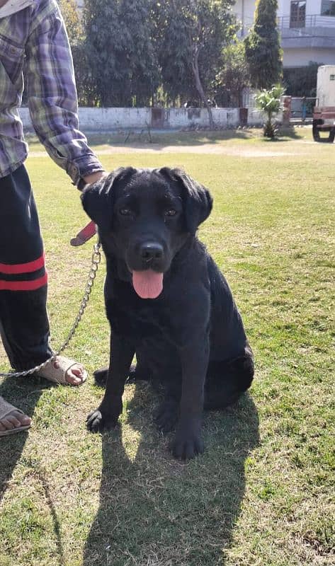 Black Labrador Pedigree Dog 3