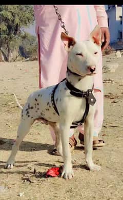 Kohati gultair male  / kohati gultair breed / kohati dog for sale