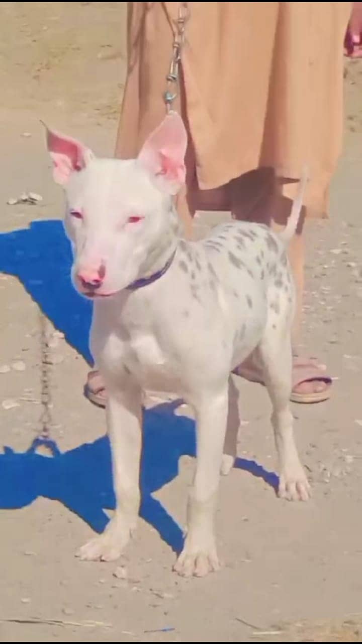 Kohati gultair male  / kohati gultair breed / kohati dog for sale 1