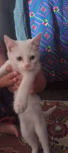 Persian cat baby for sale