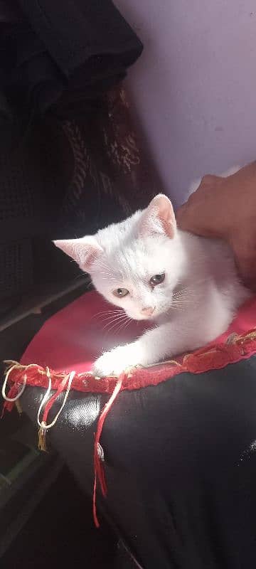 Persian cat baby for sale 2