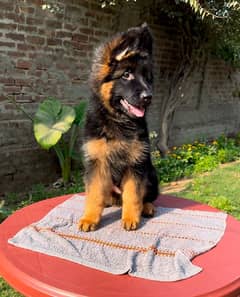 German shepherd long hair pedigree puppies