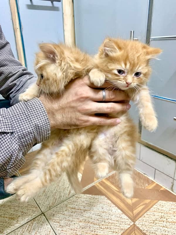 Persian kittens pair 0