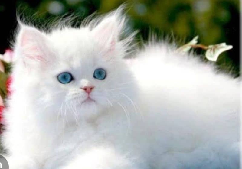 percian cat blue eyes white and orange color 0