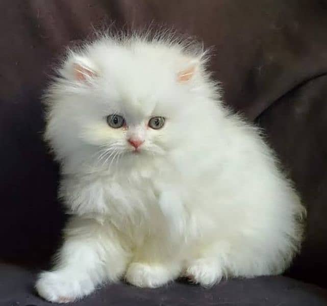 percian cat blue eyes white and orange color 1