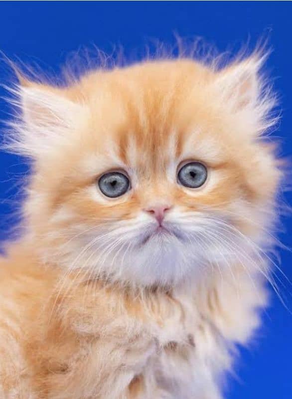 percian cat blue eyes white and orange color 2