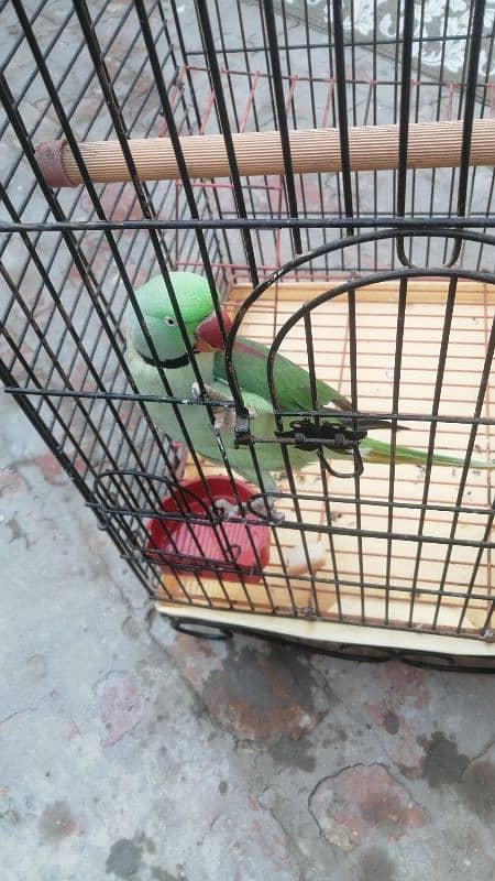 Raw parrot 0