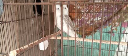 V pied Cockatiel pair