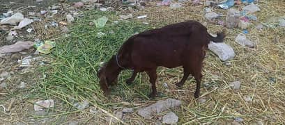 DASI BAKRI FOR SALE