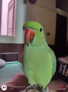 Ringneck Parrot Male Starting Talking