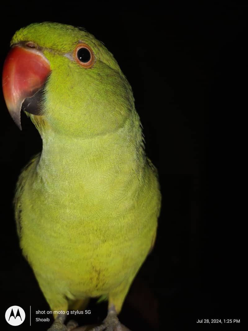 Ringneck Parrot Male Starting Talking 1