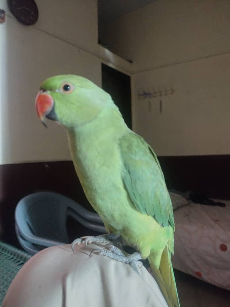 Ringneck Parrot Male Starting Talking 2