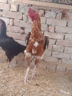 masallah high quality parinda for sale ha females eggs da Rahi ha