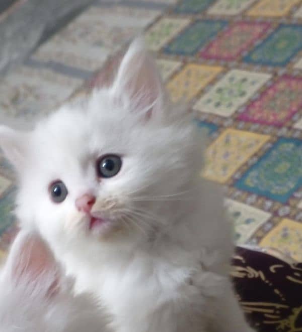 Persian kitten 0