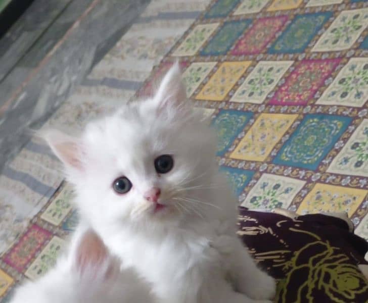 Persian kitten 1