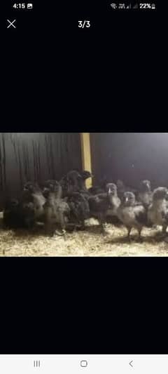 Ayam Cemani Chicks For Sale