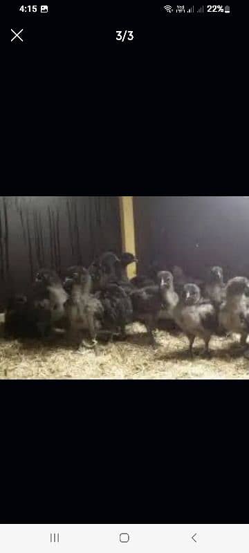 Ayam Cemani Chicks For Sale 0