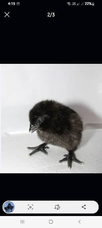 Ayam Cemani Chicks For Sale 1