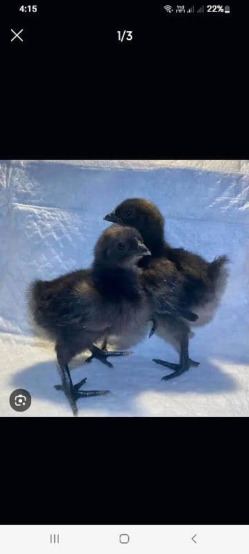 Ayam Cemani Chicks For Sale 2