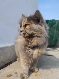 Persian double coat cat