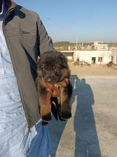 gsd puppy with good blood line