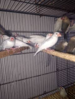 white silver Gray java pathy available read full ad