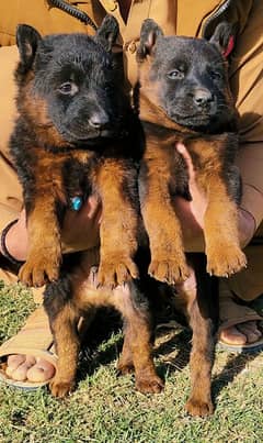 German Shepherd long coat Jodi for sale