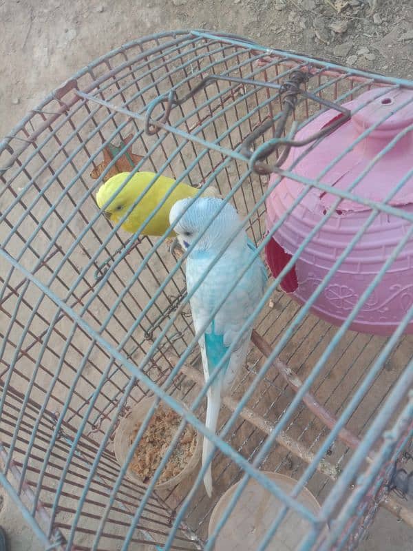 Parrot 0