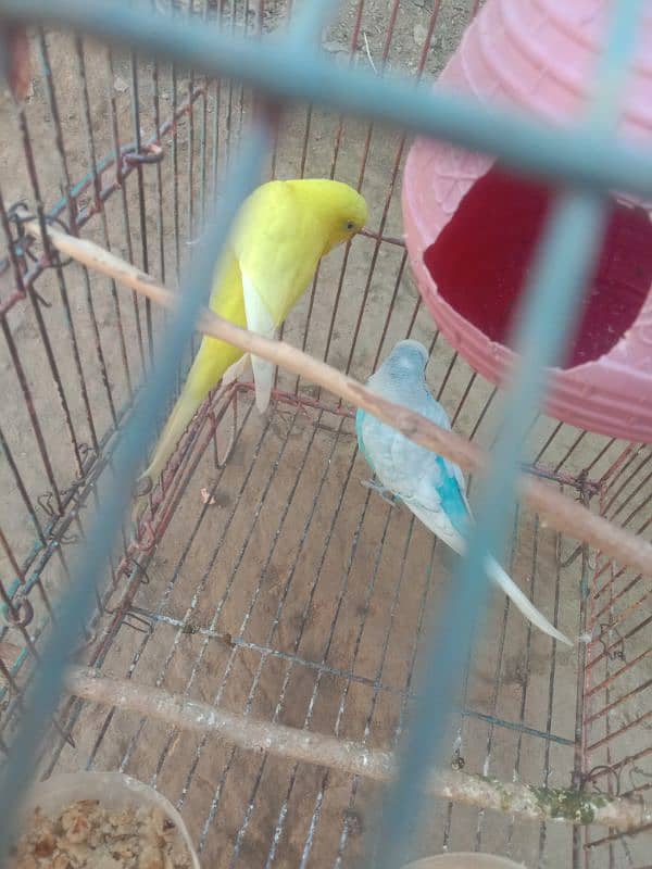 Parrot 1