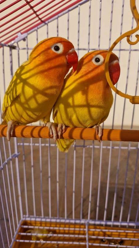 Love Bird with cage, lutino breeder pair 1