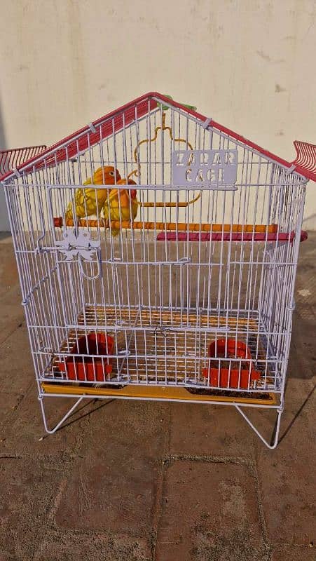 Love Bird with cage, lutino breeder pair 3