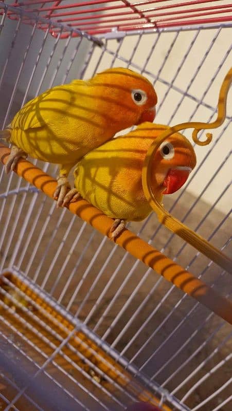 Love Bird with cage, lutino breeder pair 4