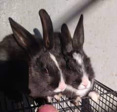 2 Month old baby angora rabbits !