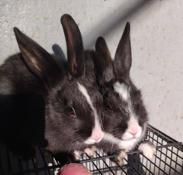 2 Month old baby angora rabbits ! 0