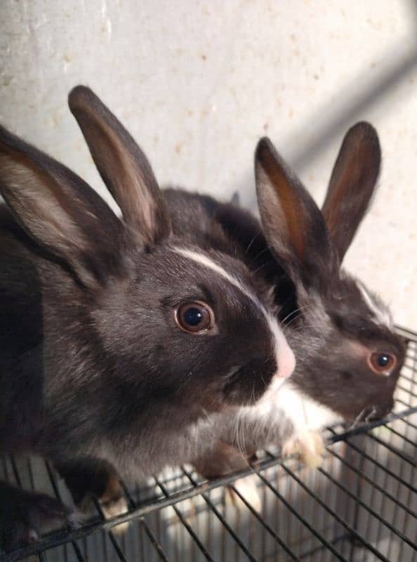 2 Month old baby angora rabbits ! 1