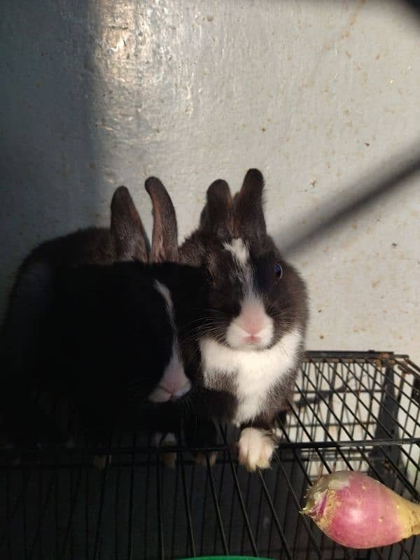 2 Month old baby angora rabbits ! 2