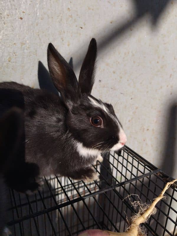 2 Month old baby angora rabbits ! 3