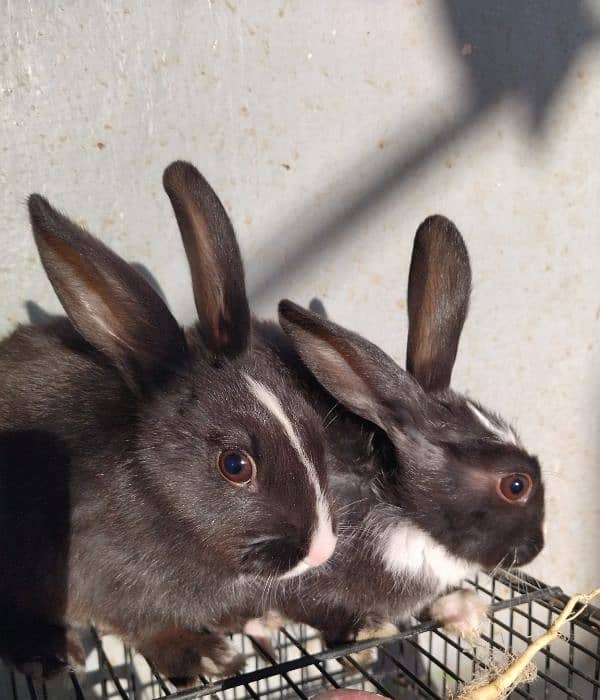 2 Month old baby angora rabbits ! 4