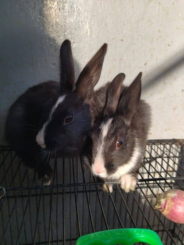 2 Month old baby angora rabbits ! 5